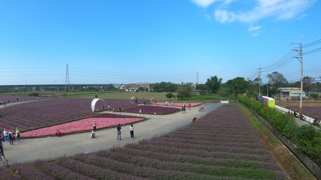 2022 桃園仙草花節 相約紫色浪漫花田 台版南法普羅旺斯 ５公頃粉紫仙草花海